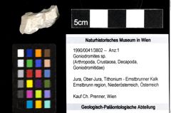 Foto (Objekt + Etiketten) von Goniodromites sp. 